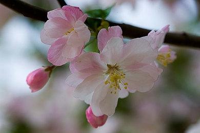 玩家缝合JOJO与女神异闻录 战斗效果出众